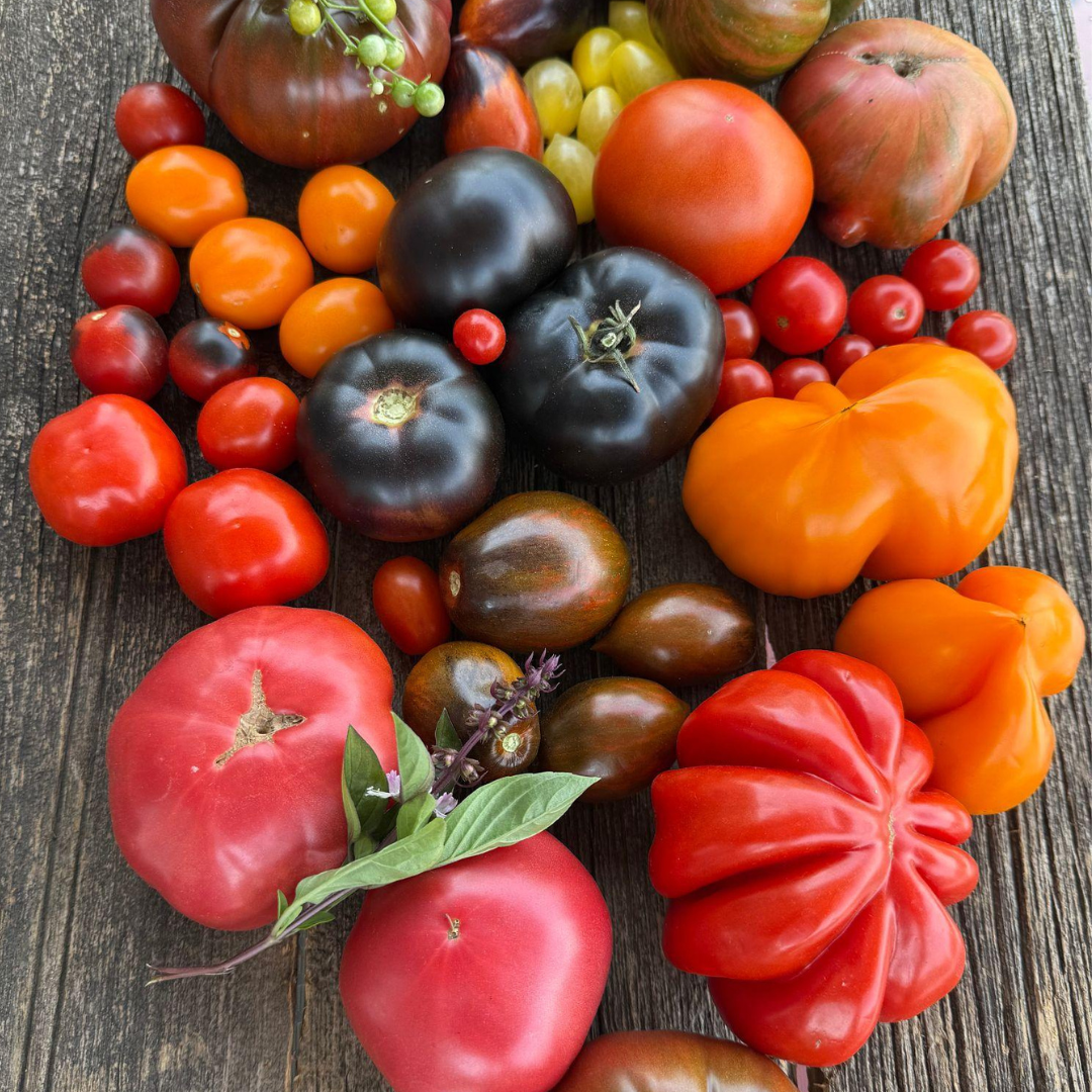 Tomato, Tomoto with Robin (6/1)
